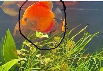 Tercovec a BlackMolly