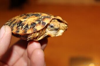 Predám Malacochersus tornieri-Želva  skalní