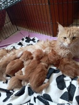 Mainská mývalí bez pp