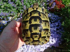 Samec želvy žlutodnědé - TOP