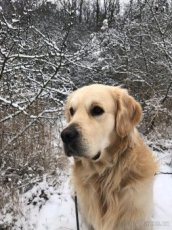 Možnost krytí. Zlatý retriever. - 1