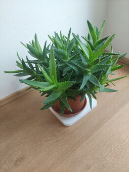 Aloe vera - 1