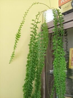 Nephrolepis exaltata 'Rooseveltii'