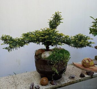 Tis červený bonsai