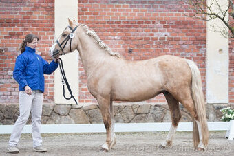 Připouštění welsh Cob D isabela - 1