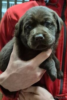 Labrador retrivr