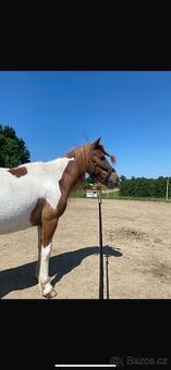 Pony kobylka