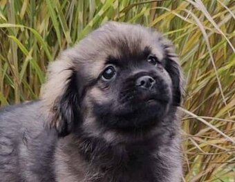 Tibetský španěl s průkazem původu