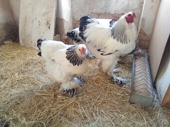 Koupím 2 Slepičky brahmanky bílé