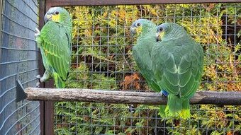 Prodám Amazoňan oranžovokřídlý