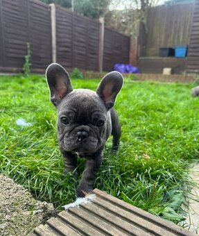 Francouzský buldoček