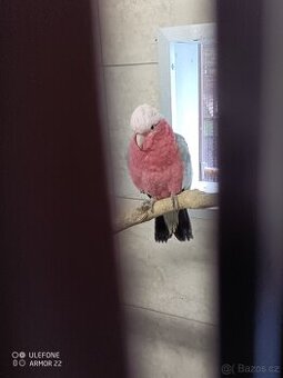 Kakadu růžový samec