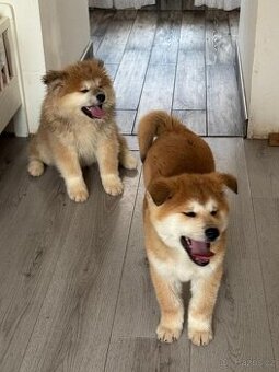 Akita inu