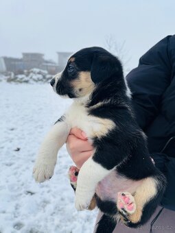 Štěňata border kolie - kříženec