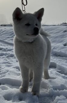 Akita Inu s PP