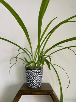Zelenec – nenáročná pokojová rostlina, čistí vzduch