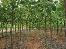 Paulownia oxytree- kyslíkový strom