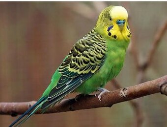 Andulky přírodní forma