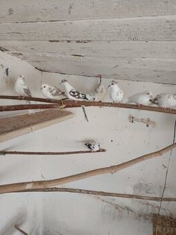 Holoubek Diamantový