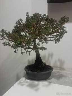 Bonsaj,bonsai Cypřiš