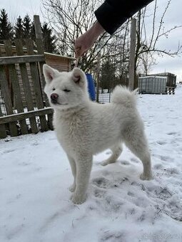 Akita Inu s PP