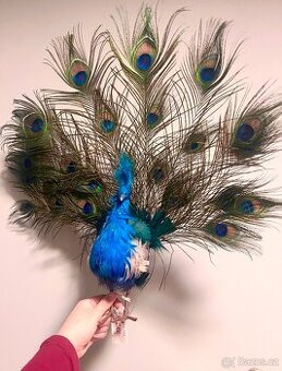 Dekorace páv s pravými pery goodwill