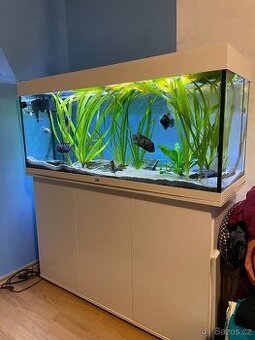 JUWEL RIO 240 - SET AKVÁRIUM S OSVĚTLENÍM + SKŘÍŇKA