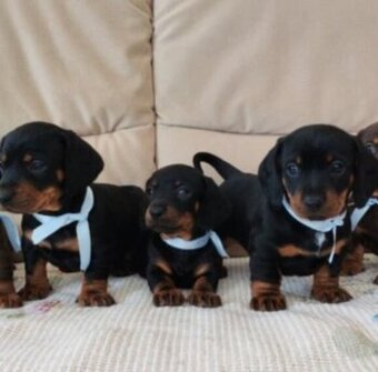 Jezevčík trpasličí hladkosrsty