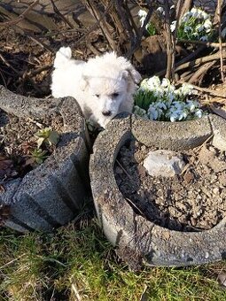 Pudl bílý trpasličí