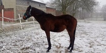 Klisna A1/1 nar. 10.02.2024