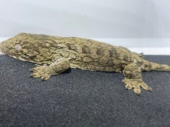 Rhacodactylus Leachianus 1.0 37g