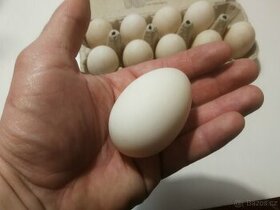 Kachní vejce