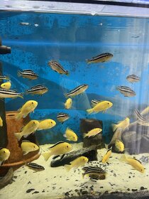 akvarijní ryby