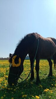 PONY VALACH