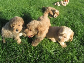 Maltipoo štěňátka