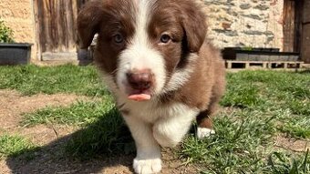 Border kolie s PP, GARP