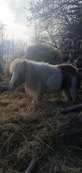 Mini pony