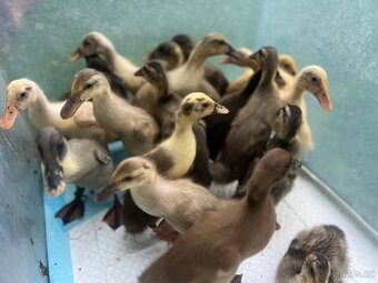 Indický běžec - kachňata🦆🦆🦆