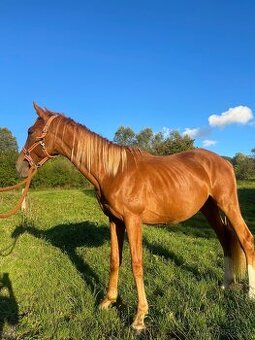 Ares 🐎