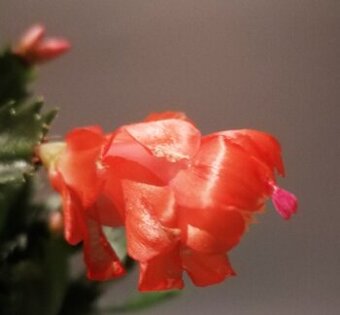 Schlumbergera - Vánoční kaktus: Orange noid (řízek)