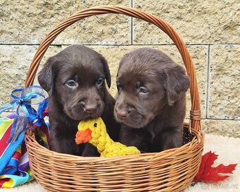 Nabídka štěňat hnědých labradorů