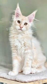 Harris s PP Mainská mývalí Maine Coon