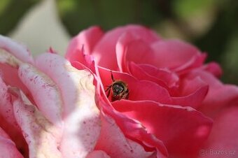 Vyzimované oddělky