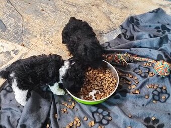 Pudl trpasličí s P.P.