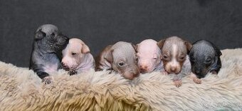 Americký bezsrstý teriér s PP FCI