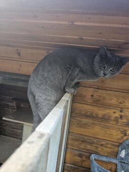 Modré koťátko 4,5 měsíce