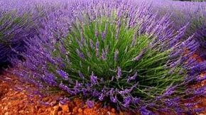 Levandule - sušený květ BIO