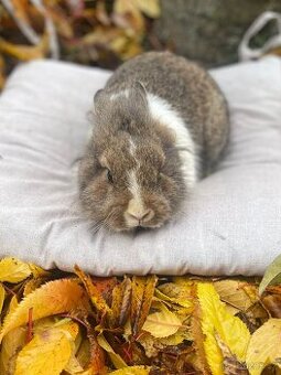 Daruji zakrslé králíčky