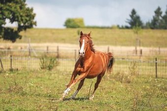 Klisna sportovního knabstruppera