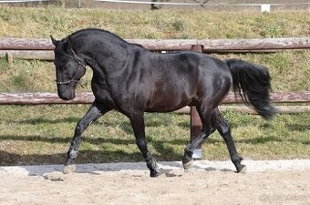 Ošetřovatel(ka) koní